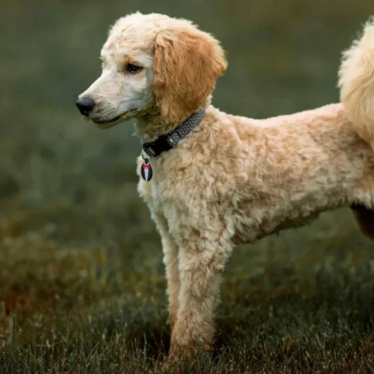 A curly-haired, light brown dog with a collar stands alert on grass, facing left.
