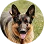 adult dog icon