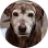 senior dog icon
