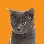 cat icon