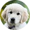 puppy icon