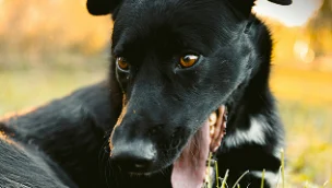 Black dog with white markings lies on grass, panting with mouth open, outdoors on a sunny day.