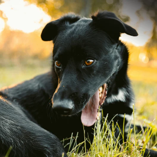 Black dog with white markings lies on grass, panting with mouth open, outdoors on a sunny day.