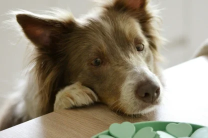 A brown and white dog rests its head on a table, gazing at a plate with green heart-shaped objects.