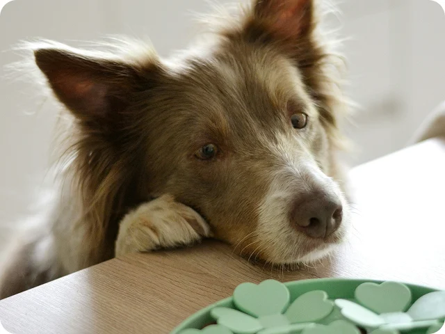 A brown and white dog rests its head on a table, gazing at a plate with green heart-shaped objects.