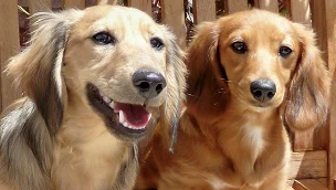 Two long-haired dachshund dogs sit next to each other on a wooden surface, one with its mouth open and the other looking forward.