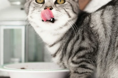 A gray tabby cat stands beside a bowl, licking its nose with its tongue. A white lantern is visible in the background.