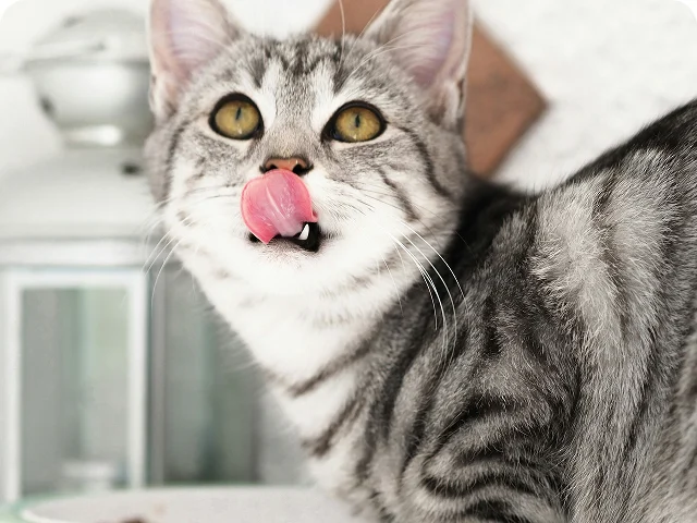 A gray tabby cat stands beside a bowl, licking its nose with its tongue. A white lantern is visible in the background.