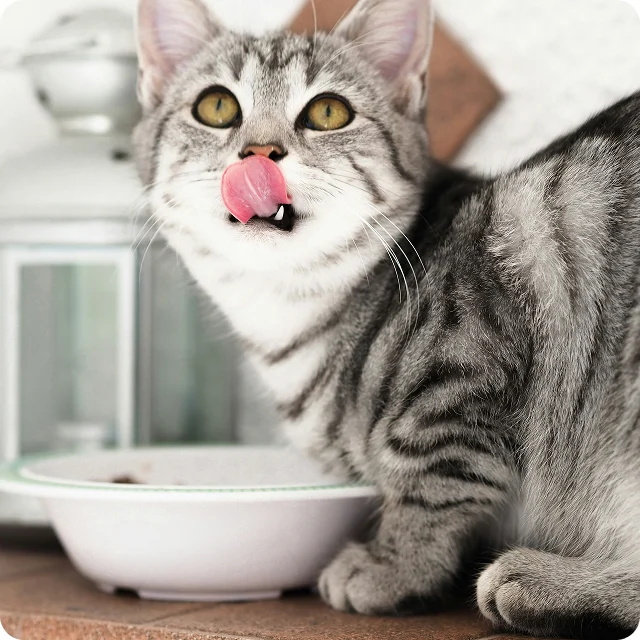 A gray tabby cat stands beside a bowl, licking its nose with its tongue. A white lantern is visible in the background.