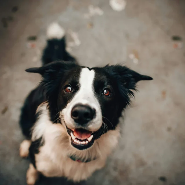 A black and white dog with pointy ears sits on a concrete surface, looking up at the camera with a happy expression.