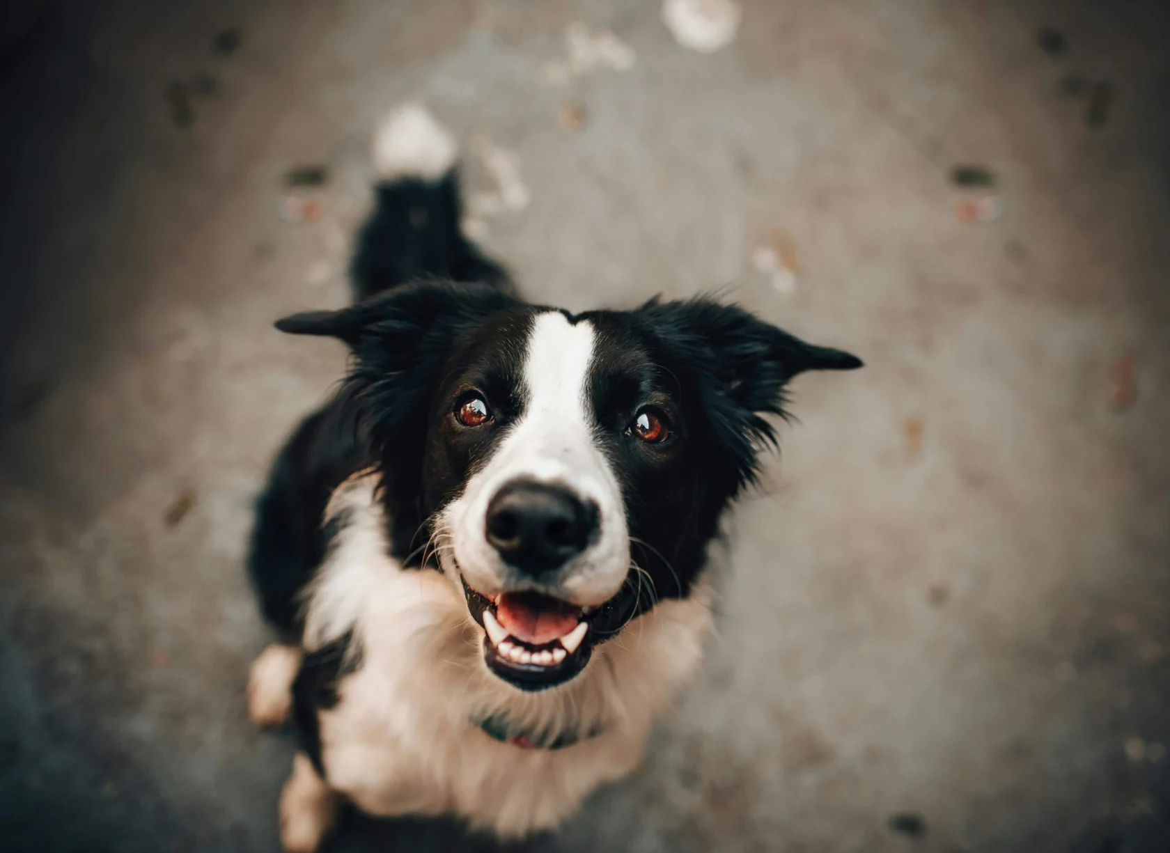 A black and white dog with pointy ears sits on a concrete surface, looking up at the camera with a happy expression.