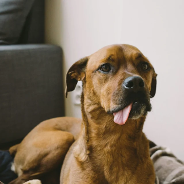 A brown dog lies on a blanket with its tongue sticking out, next to a stuffed animal, in a living room setting.