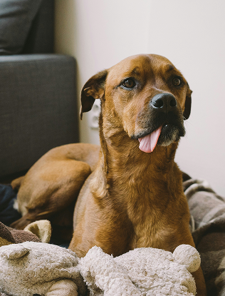 A brown dog lies on a blanket with its tongue sticking out, next to a stuffed animal, in a living room setting.