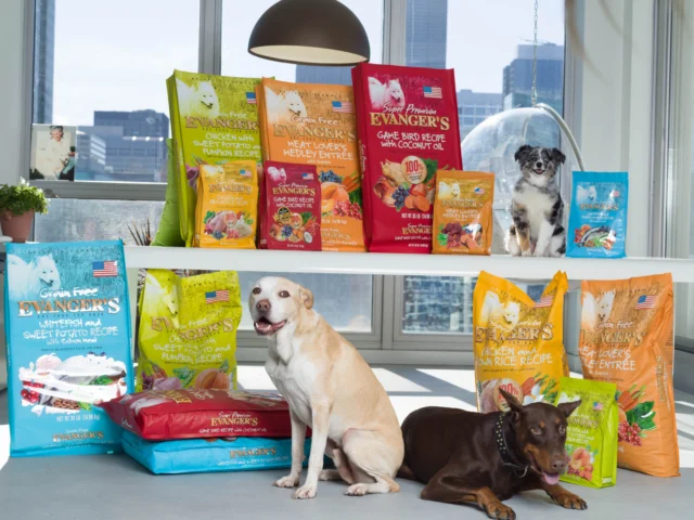 Three dogs sit in front of a display of various bags of Evanger's dog food, arranged on shelves and the floor in a bright room with large windows.