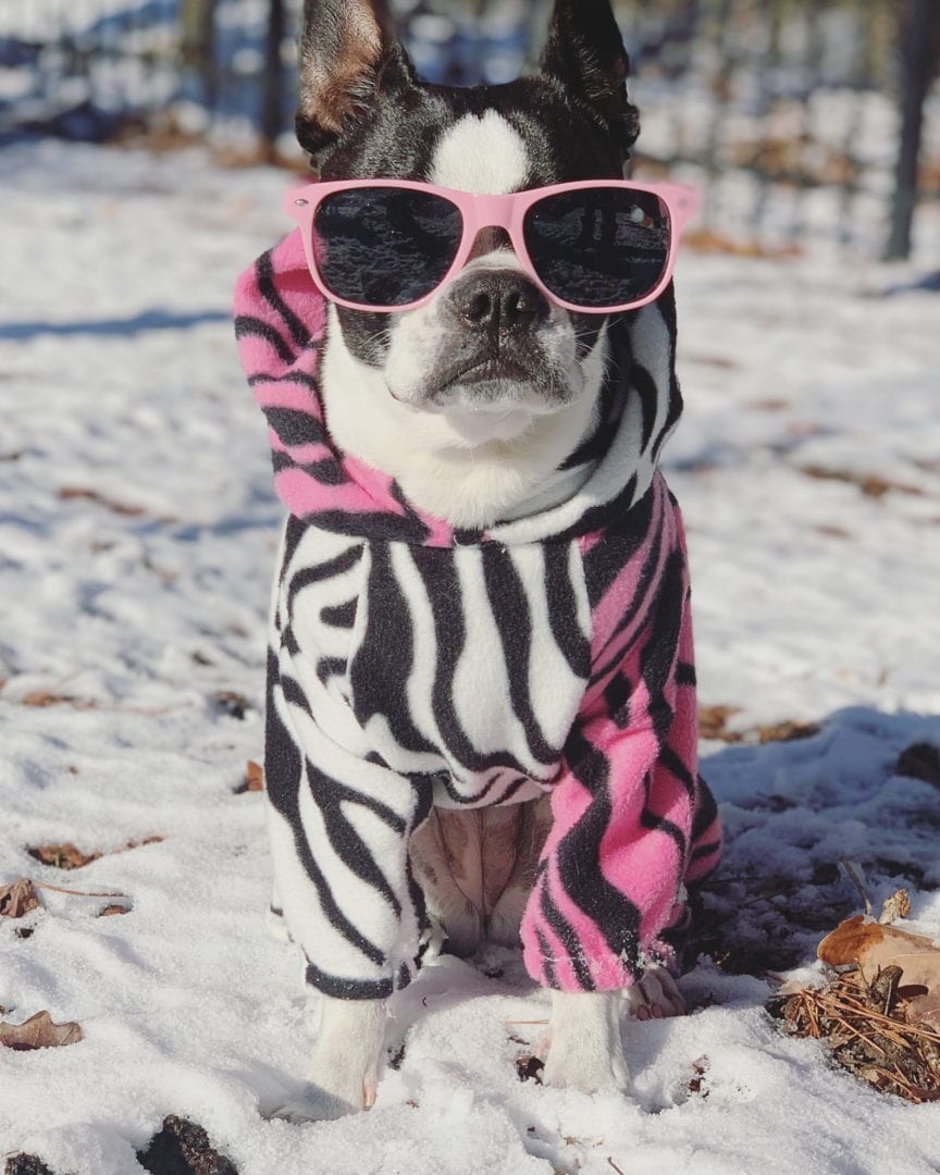 A small black and white dog wearing pink sunglasses and a zebra-striped hoodie sits on snow-covered ground.