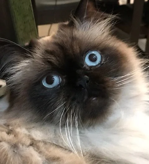 A fluffy cat with blue eyes and dark facial markings looks up at the camera indoors.