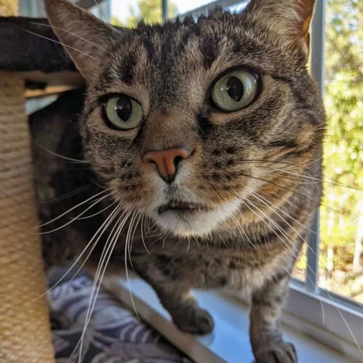 Close-up of a tabby cat with green eyes standing on a windowsill next to a scratching post, looking directly at the camera.