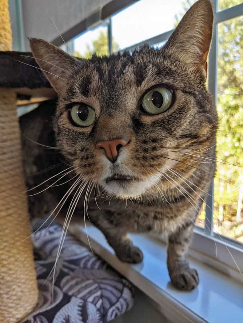 Close-up of a tabby cat with green eyes standing on a windowsill next to a scratching post, looking directly at the camera.