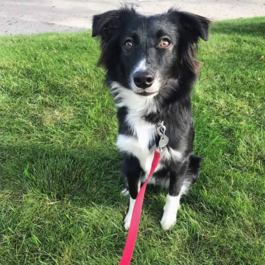 Black and white dog with a red leash sits on green grass, looking up at the camera.