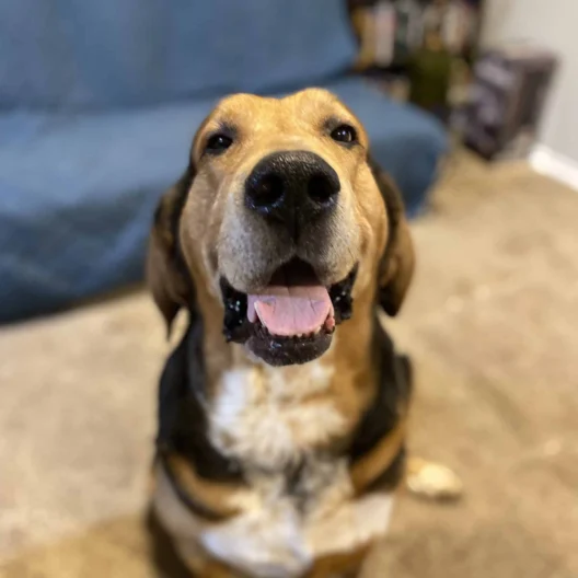 A brown and black dog with white markings sits on a carpeted floor, looking up with its mouth open and tongue out. A blue couch and bookshelf are in the background.
