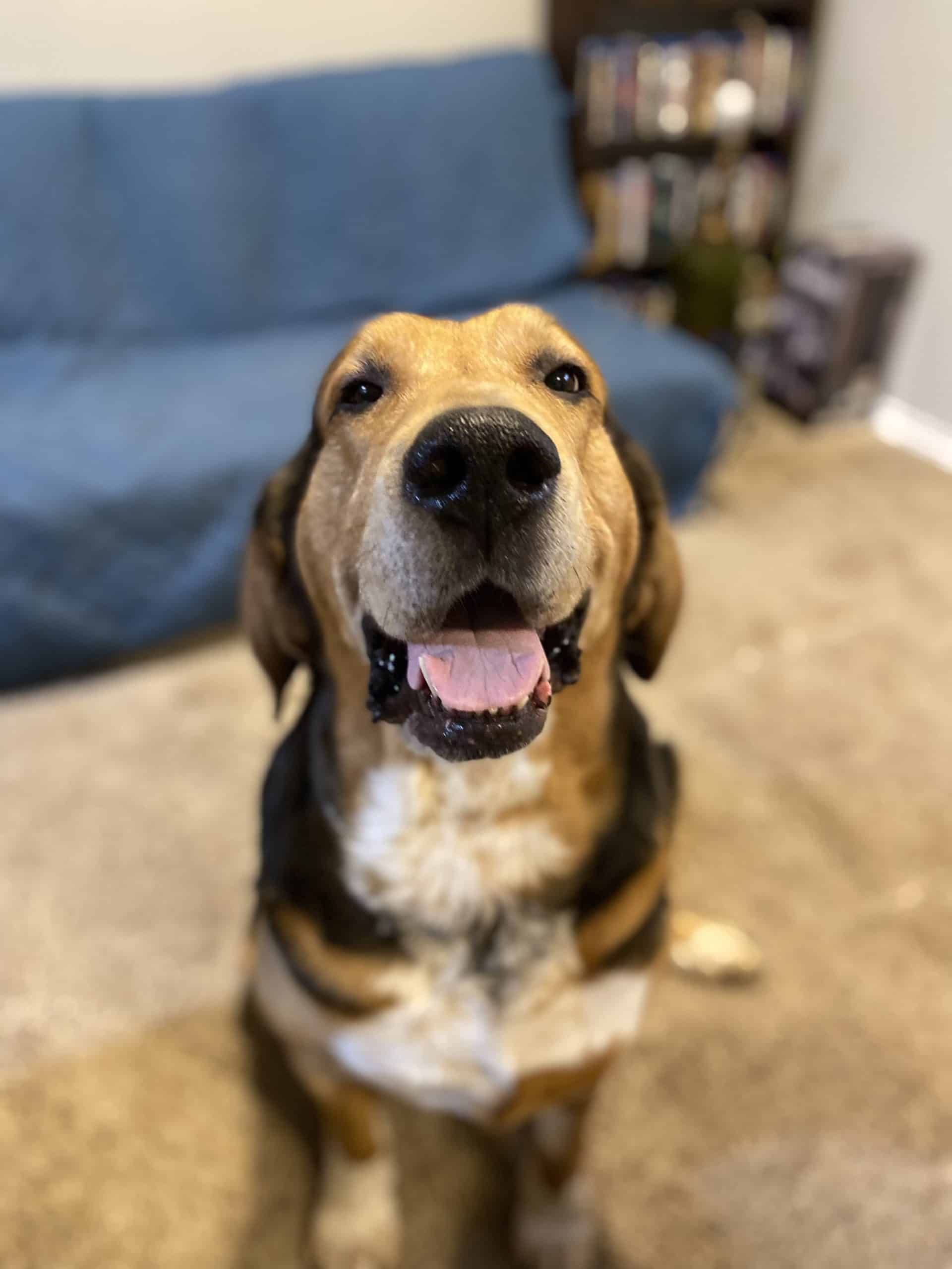 A large brown and black dog with a white chest sits on a carpeted floor, looking up with its mouth open and tongue slightly out. A blue couch and bookshelf are in the background.