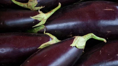 A close-up of several whole, fresh eggplants with dark purple skin piled together in a cardboard box.