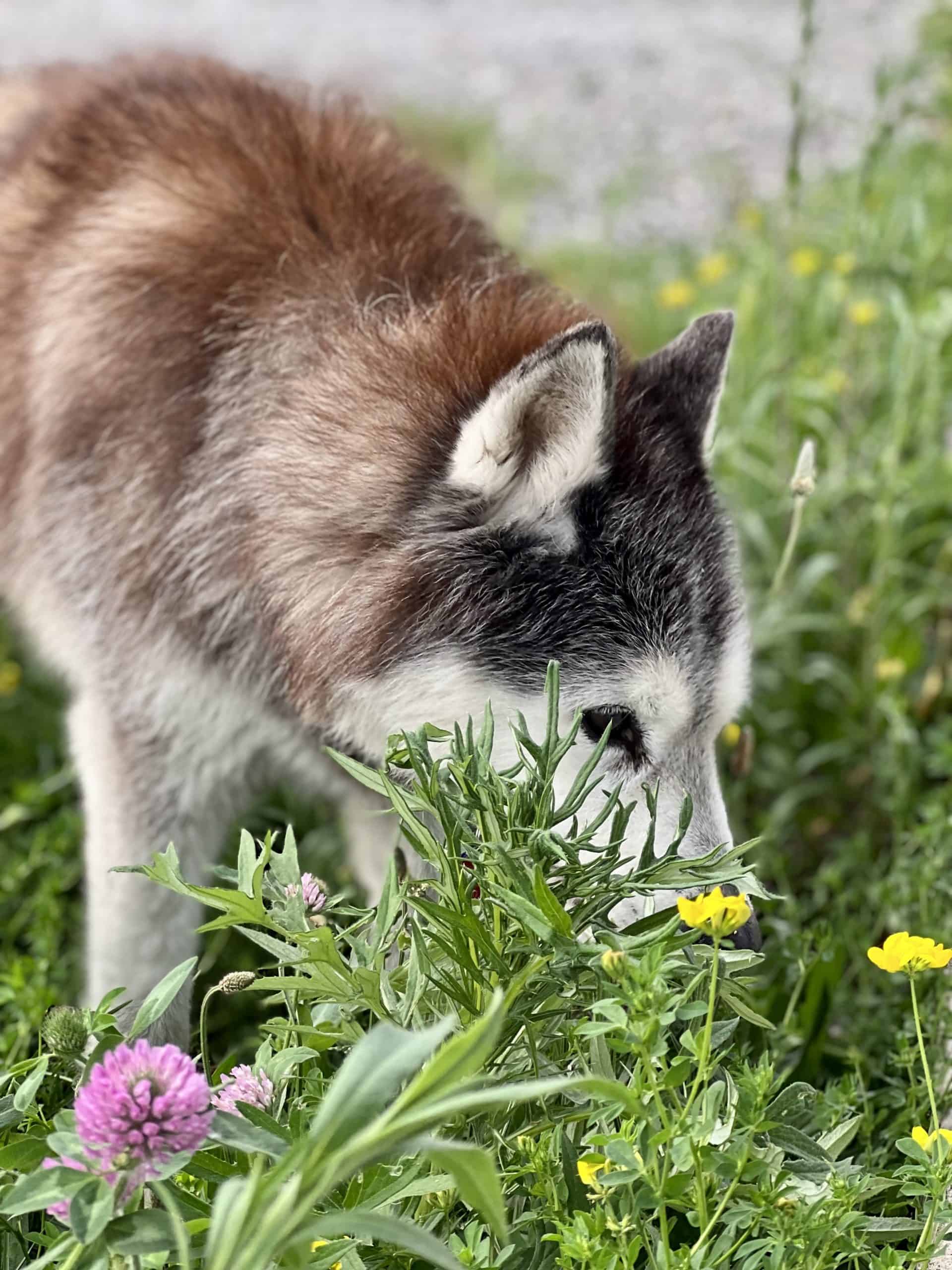 A husky sniffs green plants and wildflowers in a grassy outdoor area.