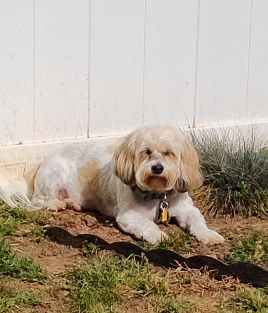 A small, light-colored dog with floppy ears lies on the ground near a white fence, wearing a collar with tags.