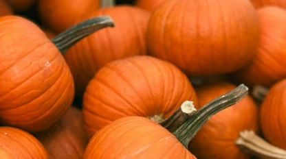 A pile of small, orange pumpkins with green stems stacked closely together.
