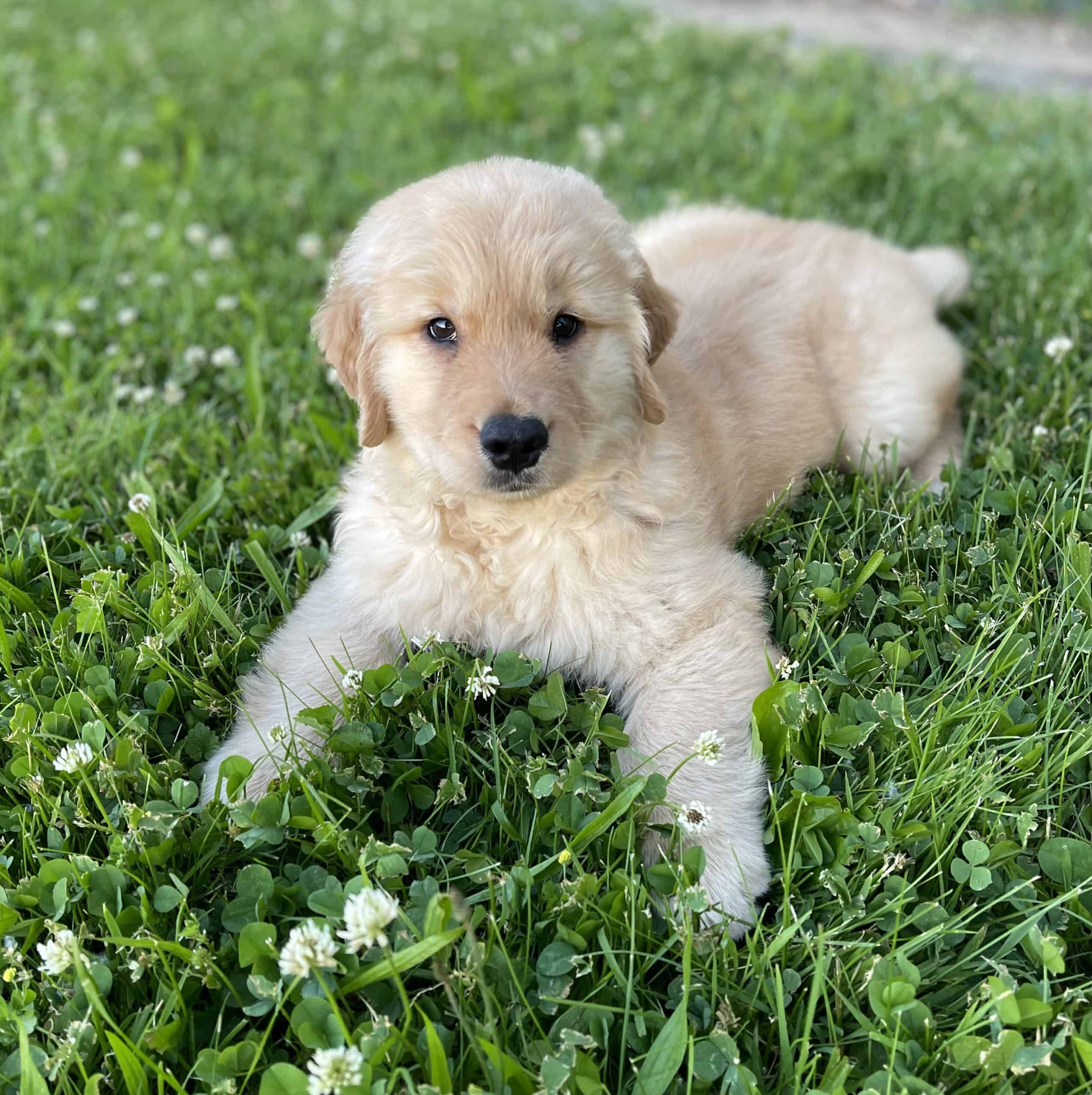 A golden retriever puppy lies on green grass with white clover flowers, looking toward the camera.