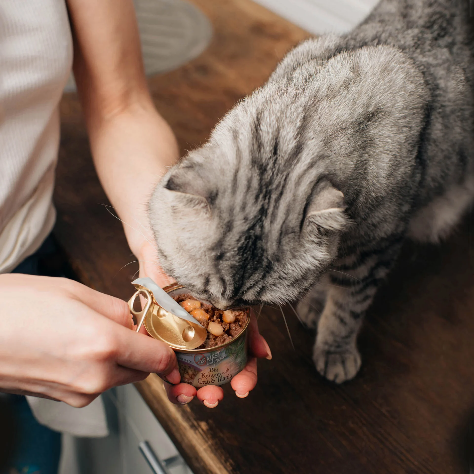 A gray tabby cat eats from an opened can of wet cat food held by a person standing next to it on a wooden counter.